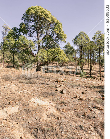 Pine forest on the volcanic land 63009632