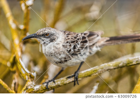 Galapagos birds: Espanola Mockingbird sitting in tree on Galapagos Islands Galapagos birds: Espanola Mockingbird sitting in tree on Galapagos Islands 63009726