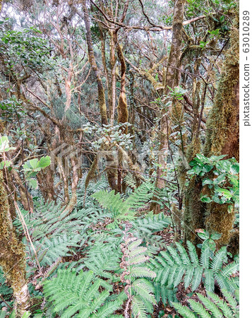 Rainforest with hiking footpath on Tenerife Rainforest with hiking footpath on Tenerife 63010289