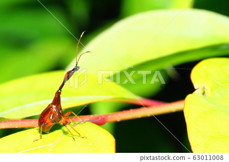 鬍子的甲蟲(男) 鬍子的甲蟲(男) 63011008