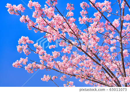 河津櫻花 63011073