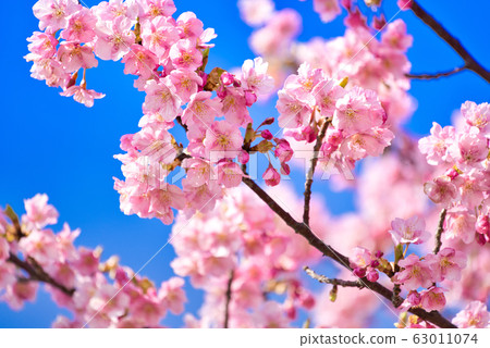 河津櫻花 河津櫻花 63011074