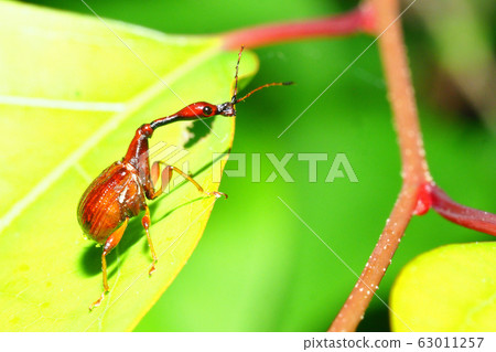 Beared beetle (male) 63011257