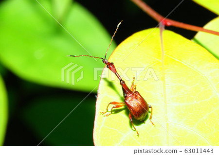 Beared beetle (male) 63011443