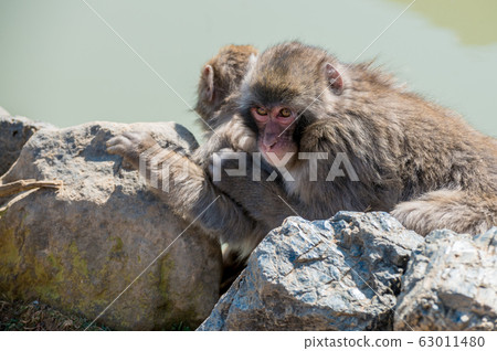 日本獼猴在池塘嵐山猴子公園岩田山玩耍 日本獼猴在池塘嵐山猴子公園岩田山玩耍 63011480