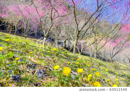 Fukusou grass blooming red plum forest Fukusou grass blooming red plum forest 63011549
