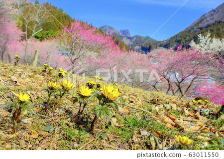 Fukusou and red plum 63011550