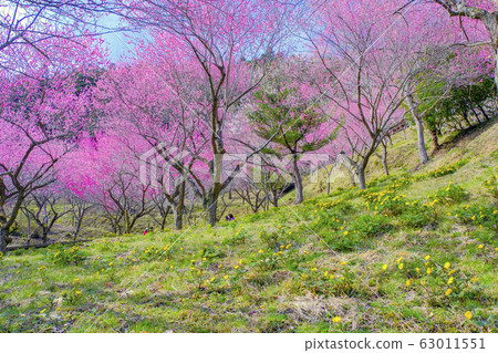 福州草盛開的山和紅梅 63011551