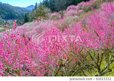 紅李子盛開的山村 紅李子盛開的山村 63011552