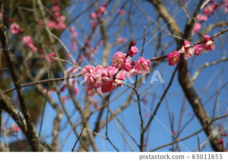 山口Rurikoji寺李子 山口Rurikoji寺李子 63011653