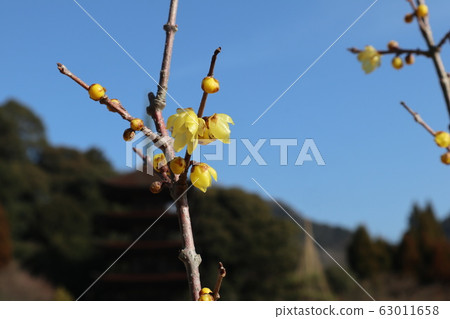 山口Rurikoji寺李子 63011658