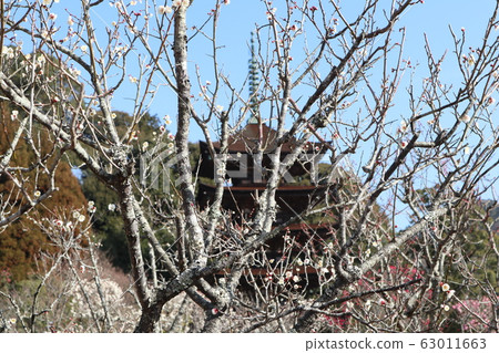山口Rurikoji寺李子 山口Rurikoji寺李子 63011663