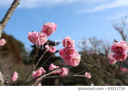 山口Rurikoji寺李子 63011739
