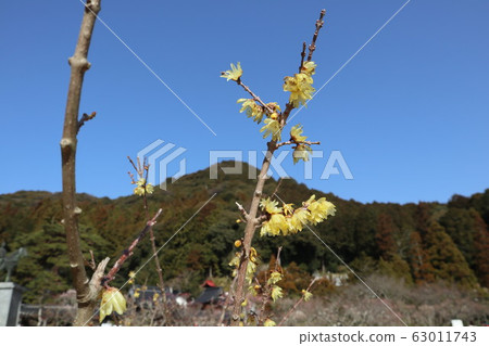 山口Rurikoji寺李子 63011743