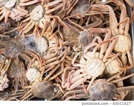 Many female snow crabs (parent crab, barrel crab) 63011827