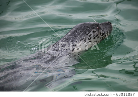 Swimming sea panther_monbetsu 63011887
