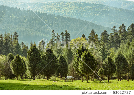 Horse near forest Horse near forest 63012727