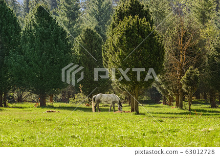 Horse near forest Horse near forest 63012728