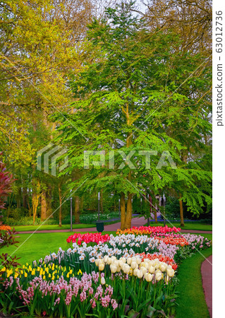 Spring in the park 63012736