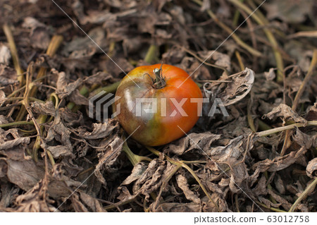 Diseases Of Tomato. Tomato Stricken Phytophthora (Phytophthora Infestans). Fighting Phytophthora. Red Tomato On Background Of Dry Leaves Of Tomato, Stricken Phytophthora (Late Blight). 63012758