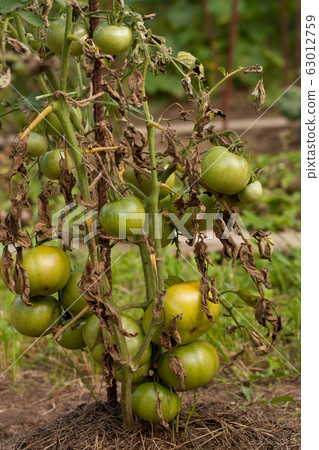Diseases Of Tomato. Tomato Stricken Phytophthora (Phytophthora Infestans) In Vegetable Garden. Fighting Phytophthora. Diseases Of Tomato. Tomato Stricken Phytophthora (Phytophthora Infestans) In Vegetable Garden. Fighting Phytophthora. 63012759