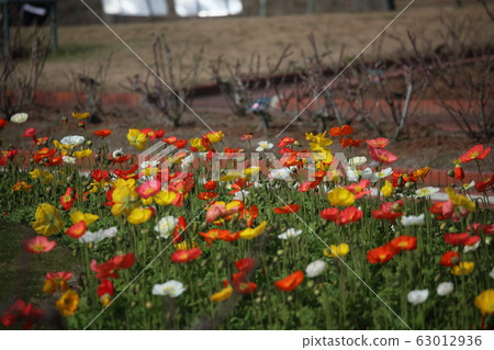 罌粟 63012936