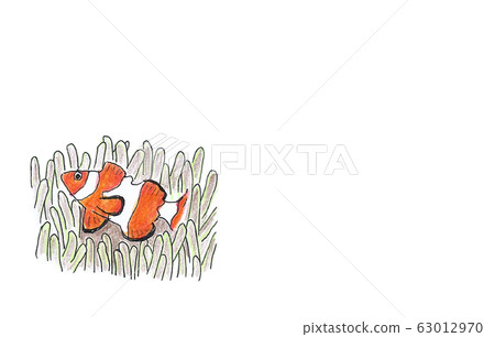 Clown anemonefish 63012970
