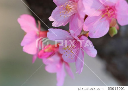 河津櫻花花瓣向上 63013001
