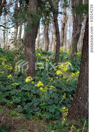 大吳風草 63014256