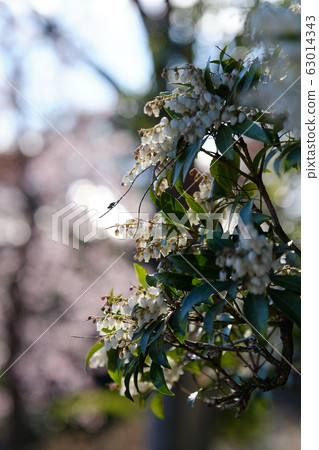 Japanese andromeda Japanese andromeda 63014343
