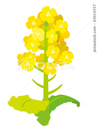 Rape blossoms vector illustration 63014357