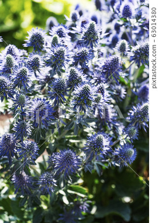 Erindium Little Blue Wonder @ Yurigahara公園 63014380