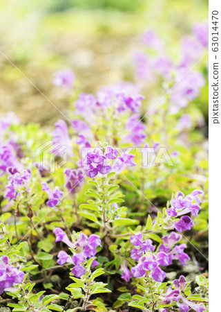 Scutellaria vulgaris Yurigahara Park 63014470