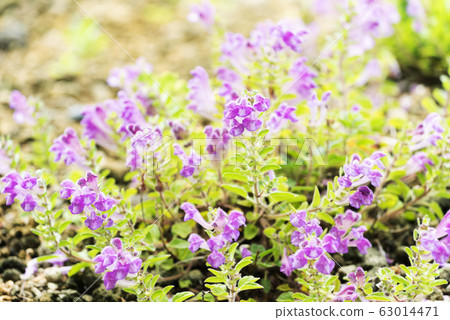 黃cut尋常型公園 黃cut尋常型公園 63014471