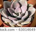 Succulent plants 63014649