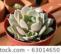 Succulent plants 63014650