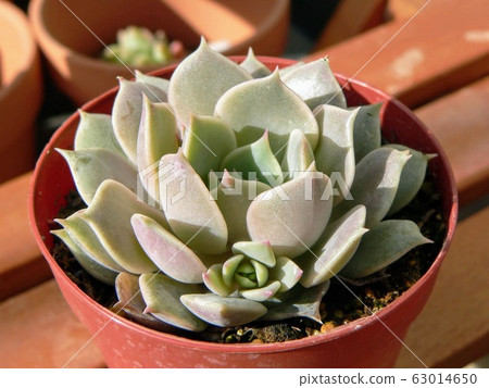 Succulent plants Succulent plants 63014650