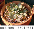 Succulent plants 63014651