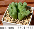 Succulent plants 63014652