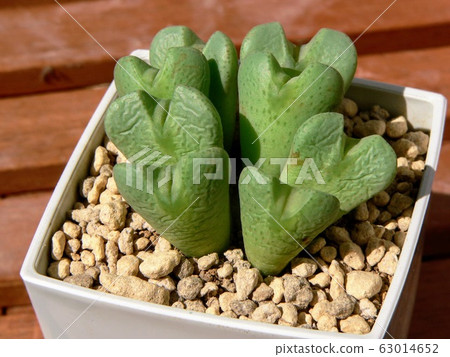 多汁植物 多汁植物 63014652