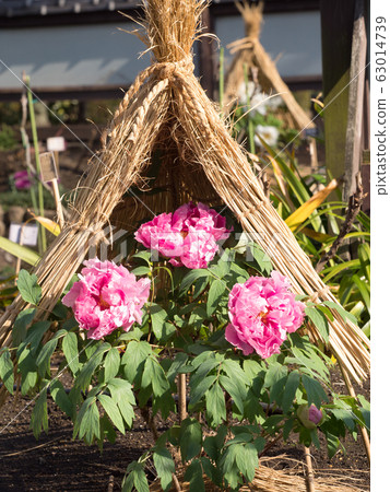 冬天牡丹 63014739