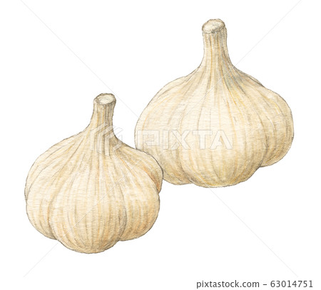 Garlic, vegetables, hand-painted, watercolor 63014751