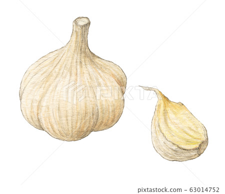 Garlic, vegetables, hand-painted, watercolor 63014752