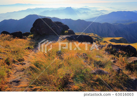 The grassland on the hills in the morning The grassland on the hills in the morning 63016003