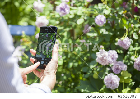 Woman hand taking photos of roses in the garden with a smartphone 63016398
