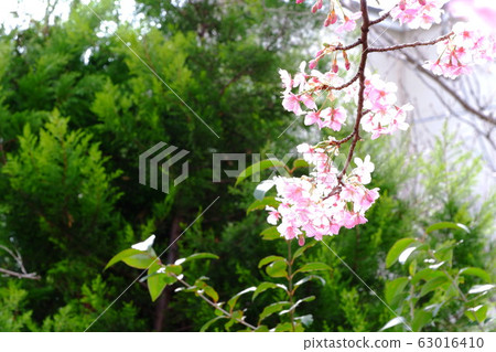 櫻花春天香氣（7） 63016410