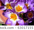 Potted saffron 63017155