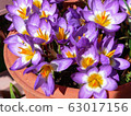 Potted saffron 63017156
