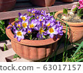 Potted saffron 63017157