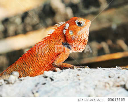 Garden Lizard. Oriental Garden Lizards orange color body. Garden Lizard. Oriental Garden Lizards orange color body. 63017365